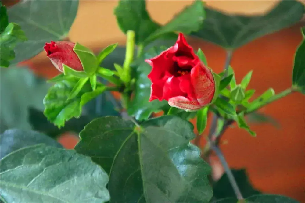 扶桑和木槿花的区别是什么「扶桑和木槿花的区别是什么呢」