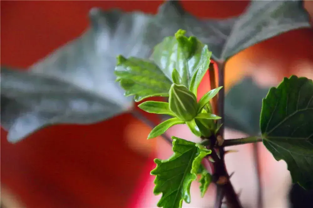 扶桑和木槿花的区别是什么「扶桑和木槿花的区别是什么呢」