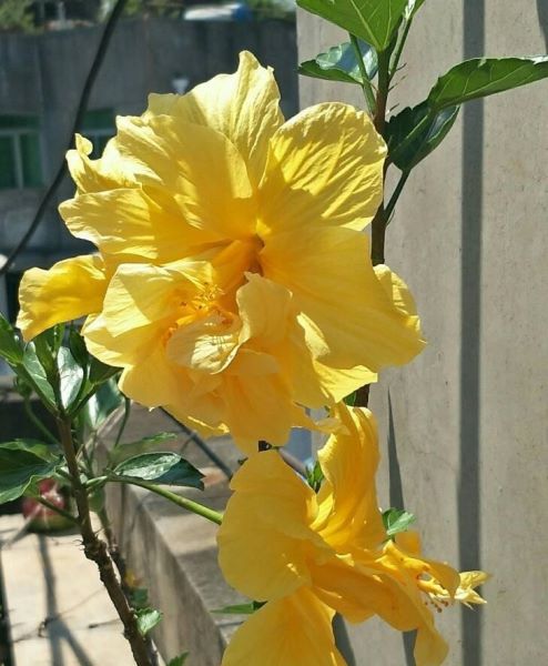 扶桑花养殖方法和注意事项「扶桑花养殖方法和注意事项有哪些」