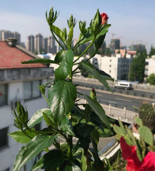 扶桑花养殖方法和注意事项「扶桑花养殖方法和注意事项有哪些」