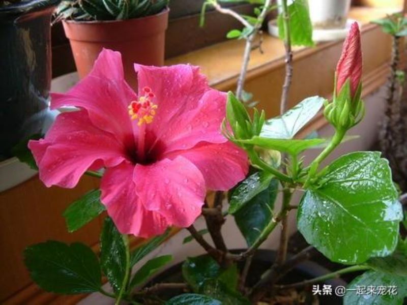 扶桑花夏天怎么养才好「扶桑花夏天怎么养才好活」
