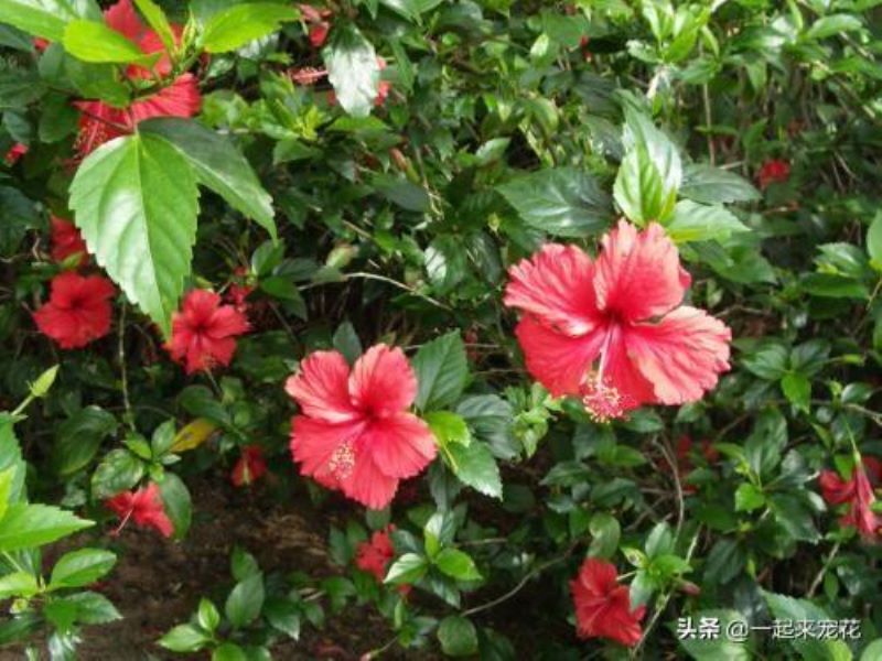 扶桑花夏天怎么养才好「扶桑花夏天怎么养才好活」