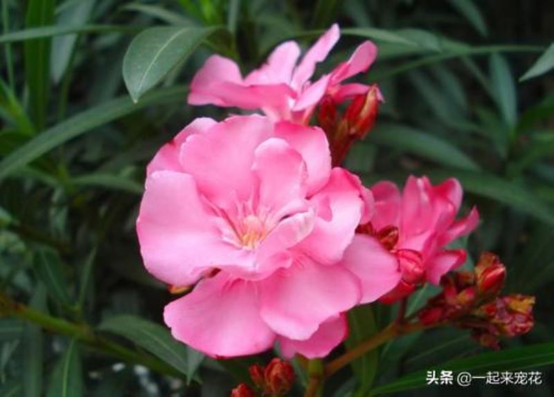 扶桑花夏天怎么养才好「扶桑花夏天怎么养才好活」