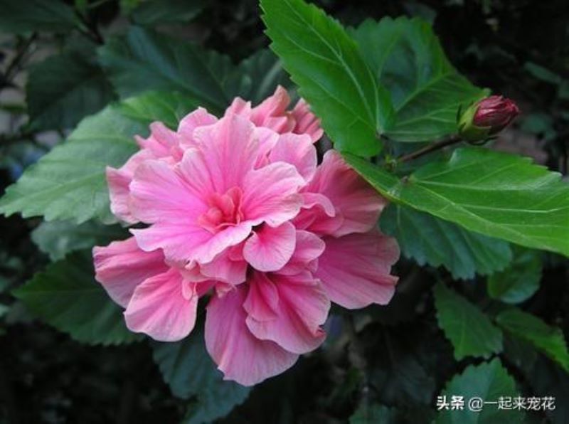 扶桑花夏天怎么养才好「扶桑花夏天怎么养才好活」