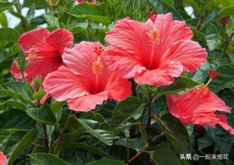 扶桑花夏天怎么养才好「扶桑花夏天怎么养才好活」