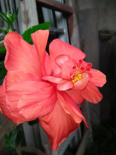 扶桑花怎么养好「扶桑花怎么养好-」