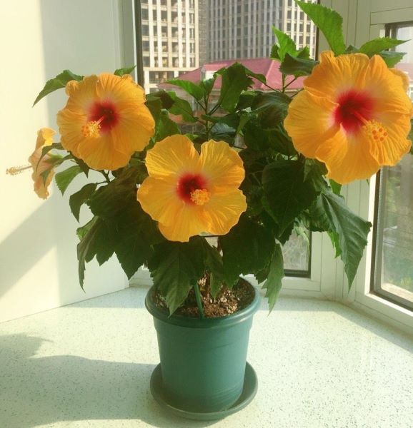 扶桑花怎么养才好「扶桑花怎么养才好活」