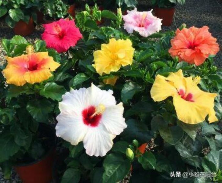 扶桑花扦插几天能生根「扶桑花扦插几天能生根啊」