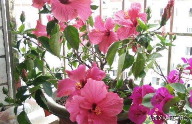 扶桑花扦插几天能生根「扶桑花扦插几天能生根啊」