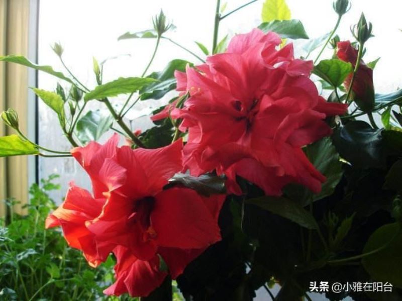 扶桑花扦插几天能生根「扶桑花扦插几天能生根啊」