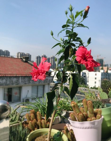 扶桑花用什么土栽培最好「扶桑花为什么叫死人花」