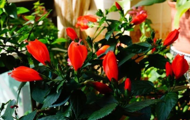 扶桑花用什么土栽培最好「扶桑花为什么叫死人花」