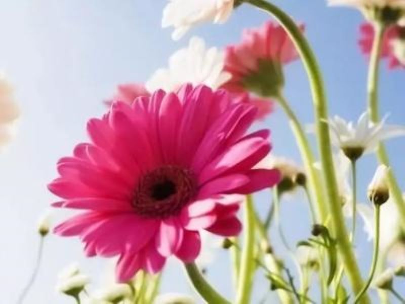 扶郎花花语和养护方法「扶郎花的花语是什么」
