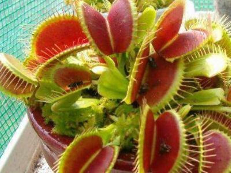 捕蝇草怎么种最好「捕蝇草怎么种最好活」