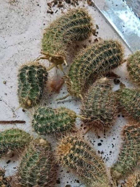 掰下来的小仙人球怎么种「刚掰下的仙人球怎么栽」
