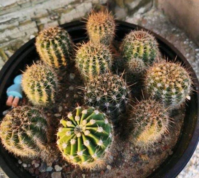 掰下来的小仙人球怎么种「刚掰下的仙人球怎么栽」