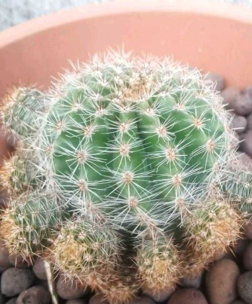 掰下来的小仙人球怎么种「刚掰下的仙人球怎么栽」