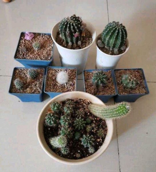 掰下来的小仙人球怎么种「刚掰下的仙人球怎么栽」