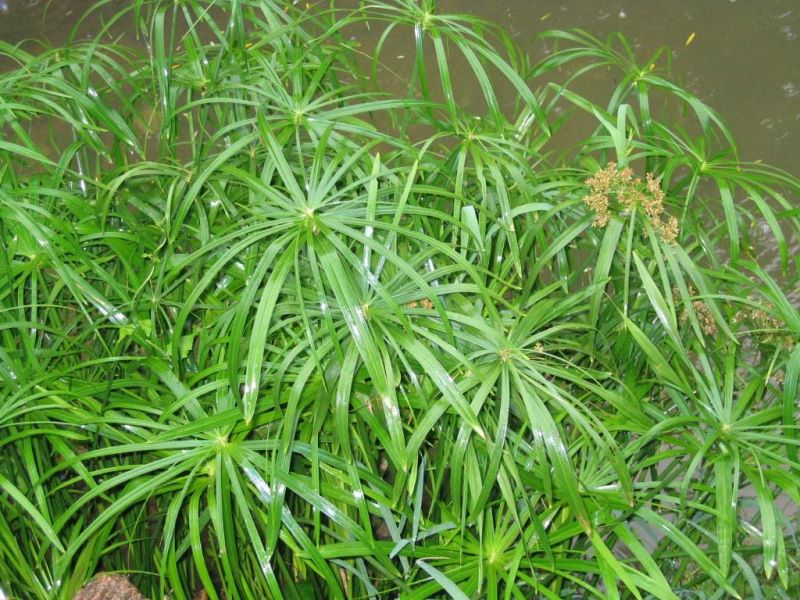 旱伞草的养殖方法「旱伞草的养殖方法和注意事项」