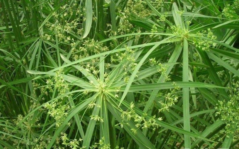 旱伞草的养殖方法「旱伞草的养殖方法和注意事项」
