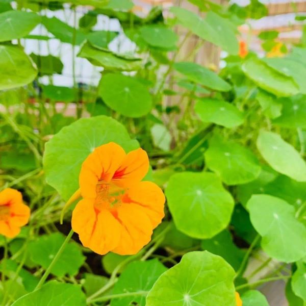 旱金莲种植方法和时间「旱金莲种植方法和时间和方法」