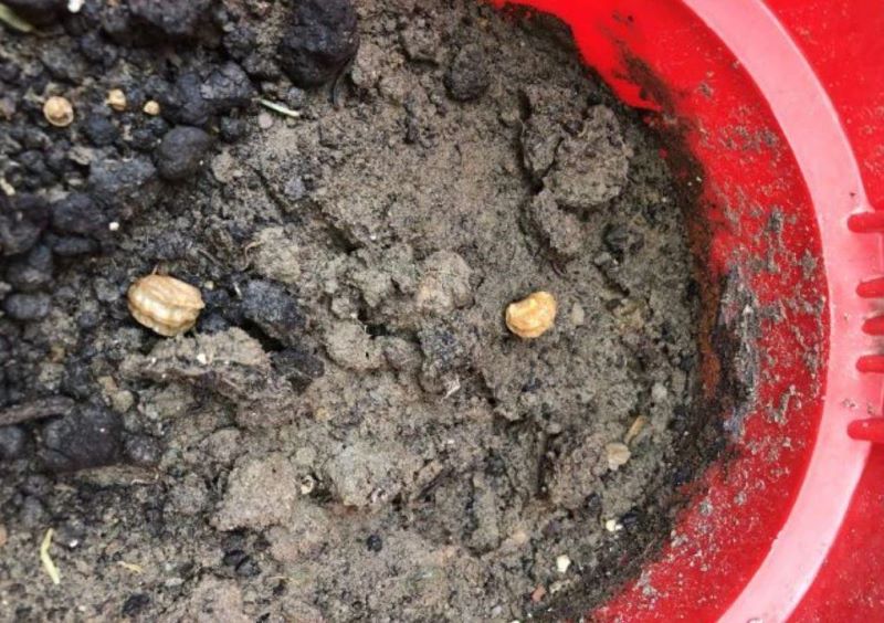 旱金莲种植方法和时间「旱金莲种植方法和时间和方法」