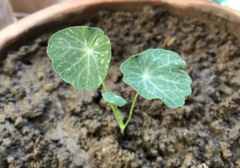 旱金莲种植方法和时间「旱金莲种植方法和时间和方法」