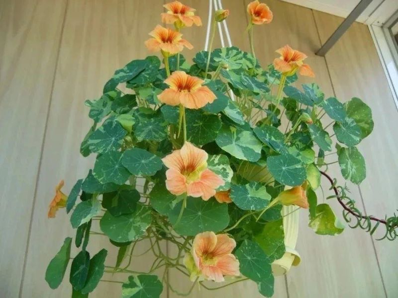 旱金莲种植方法和时间「旱金莲种植方法和时间和方法」