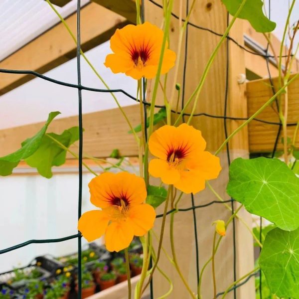 旱金莲种植方法和时间「旱金莲种植方法和时间和方法」