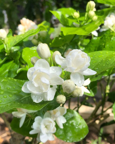 春夏秋冬各开什么花「春夏秋冬各开什么花-」