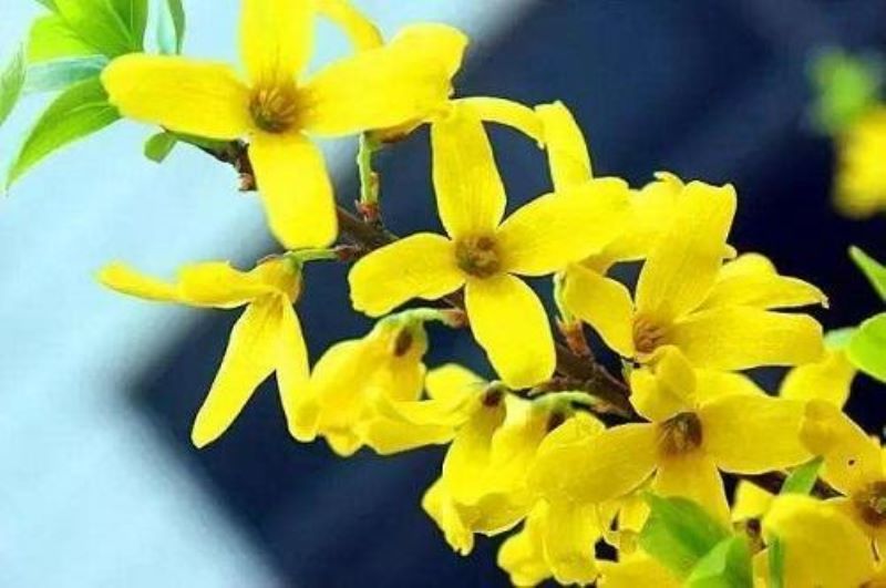 春天开放的花有哪些「春天开放的花有哪些图片名称」_2