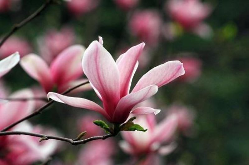 春天开放的花有哪些「春天开放的花有哪些图片名称」_2