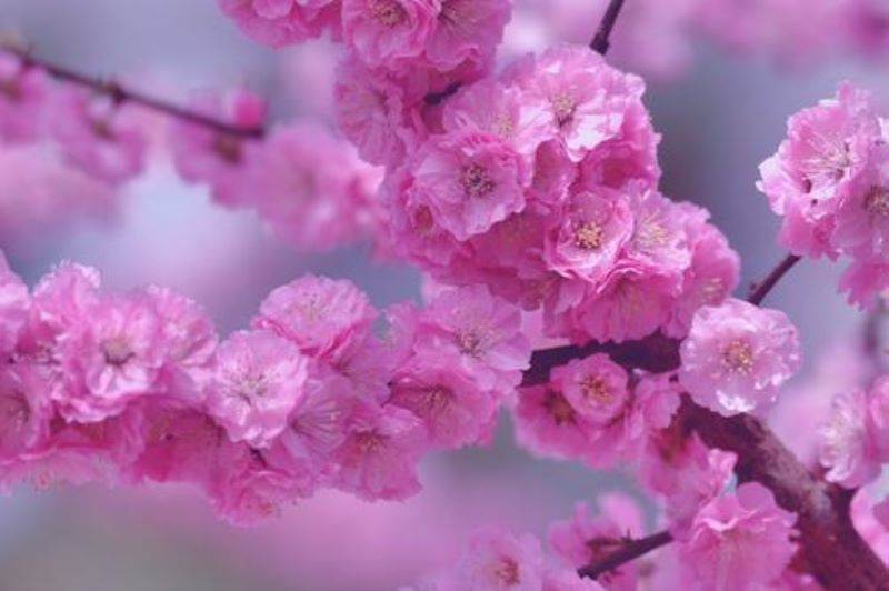 春天开放的花有哪些「春天开放的花有哪些图片名称」_2