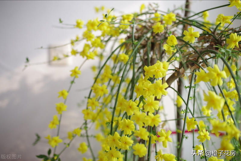 春天开的常见的花有哪些「春天开的常见的花有哪些图片」