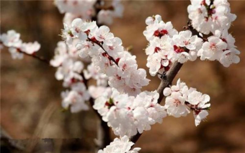 春天开的花有哪些花名「春天开的花有哪些花名颜色」