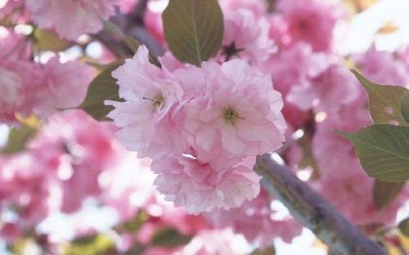 春天开的花有哪些花名「春天开的花有哪些花名颜色」