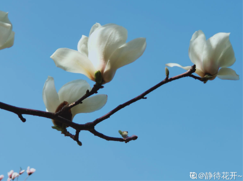 春天有什么代表性的植物「春天有什么代表性的植物动物」