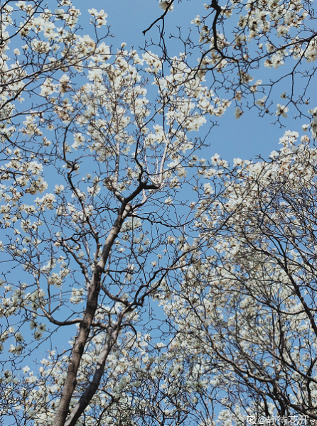 春天有什么代表性的植物「春天有什么代表性的植物动物」