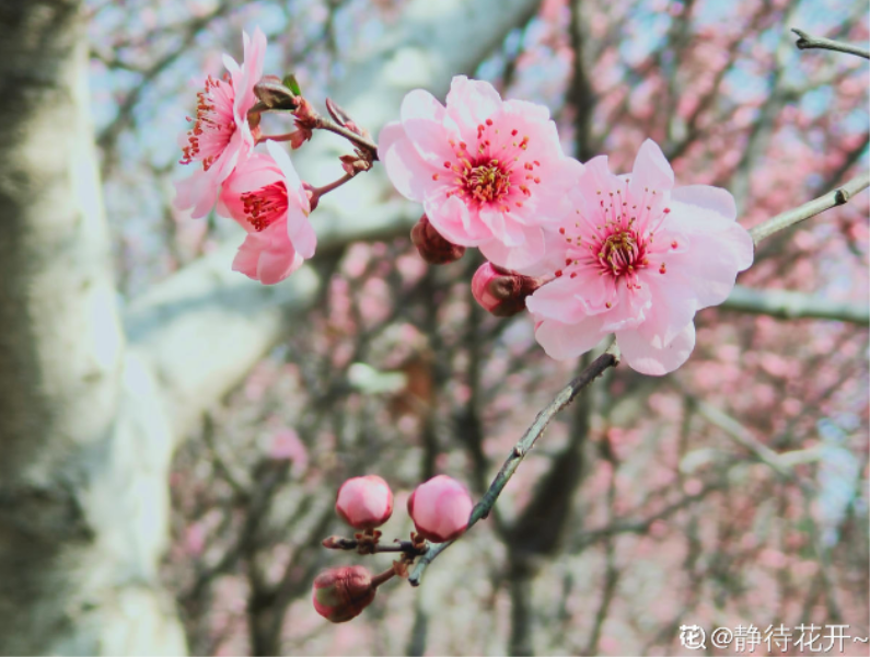 春天有什么代表性的植物「春天有什么代表性的植物动物」