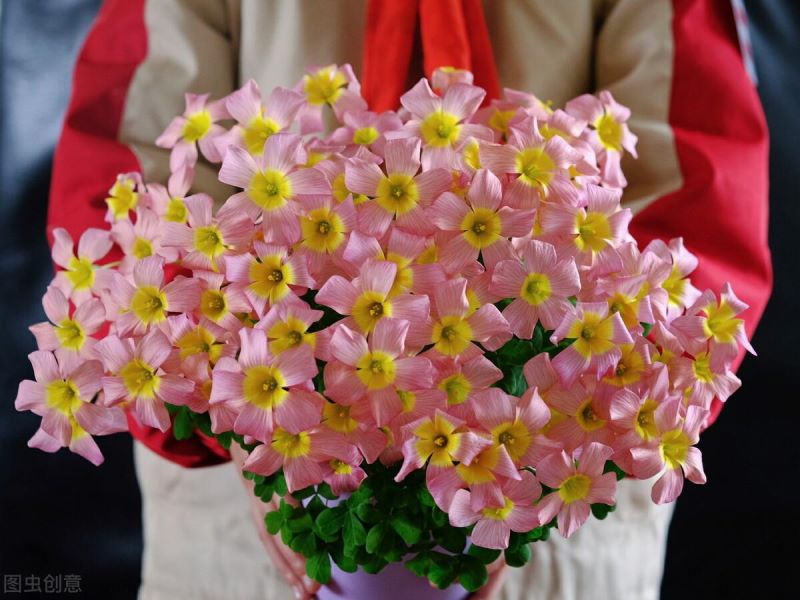 春天有哪些美丽的花朵「春天有哪些美丽的花朵写一句话二年级」