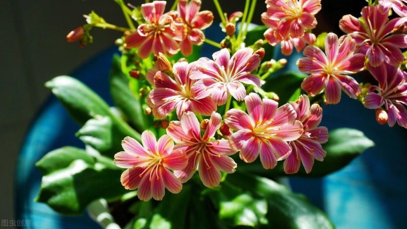 春天有哪些美丽的花朵「春天有哪些美丽的花朵写一句话二年级」