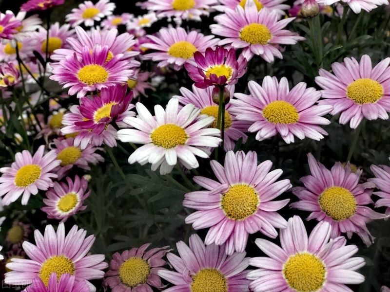 春天有哪些美丽的花朵「春天有哪些美丽的花朵写一句话二年级」