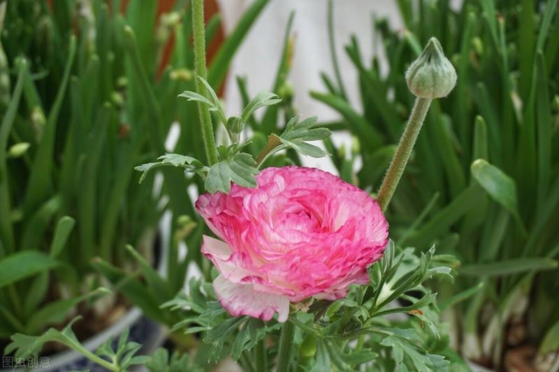 春天有哪些美丽的花朵「春天有哪些美丽的花朵写一句话二年级」