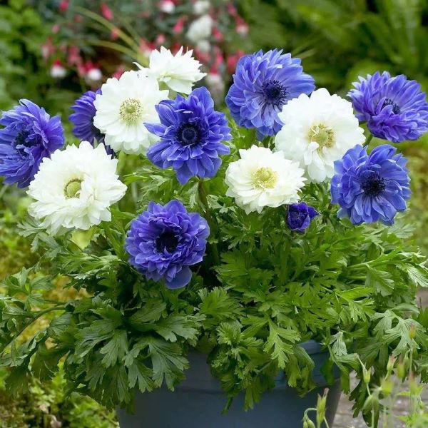 春天的植物有哪些「春天的植物有哪些-」