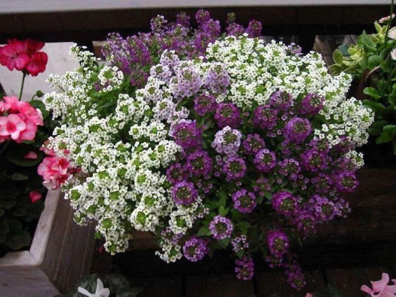 春天的植物有哪些「春天的植物有哪些-」
