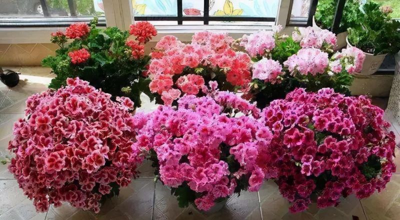 春天的植物有哪些「春天的植物有哪些-」