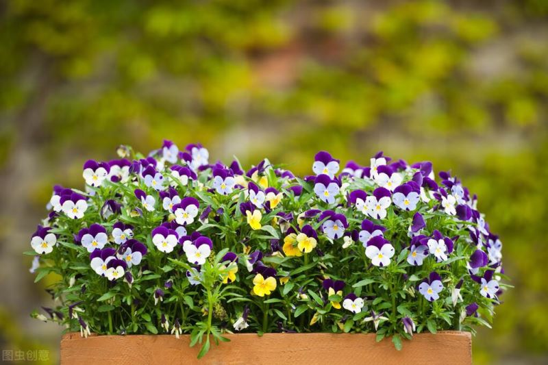 春天的花有哪些花开放「春天的花有哪些花开放的」