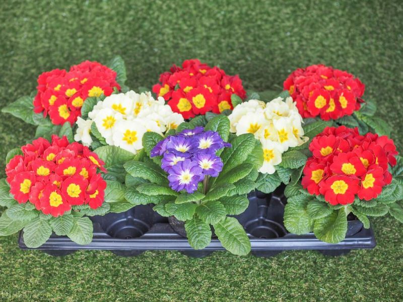春天的花有哪些花开放「春天的花有哪些花开放的」