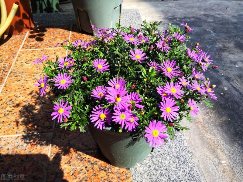 春天的花有哪些花开放「春天的花有哪些花开放的」