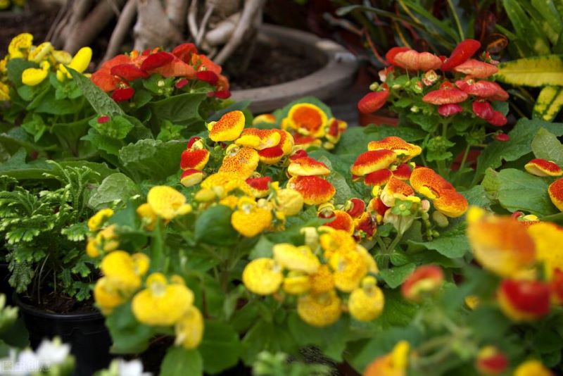 春天的花还有哪些花呀「春天的花还有哪些花呀图片」